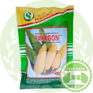 jagung manis paragon f1 1.750 biji