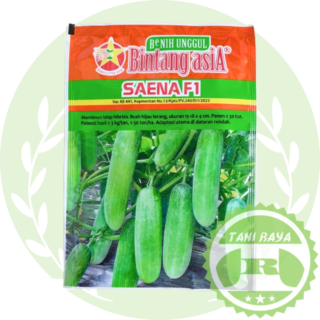 bibit timun saena f1 20gram